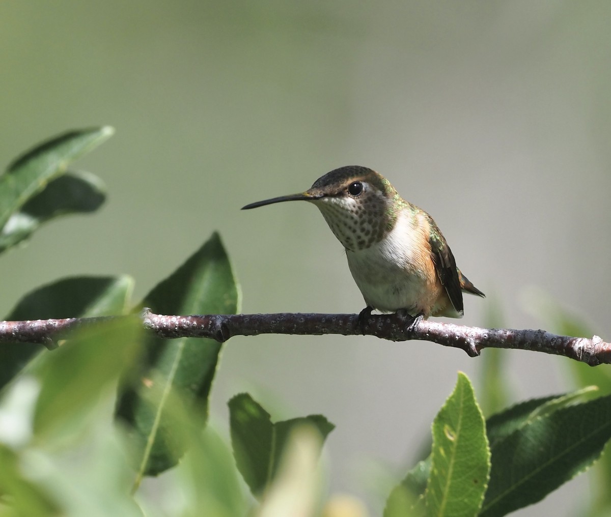 Rufous Hummingbird - ML477768961