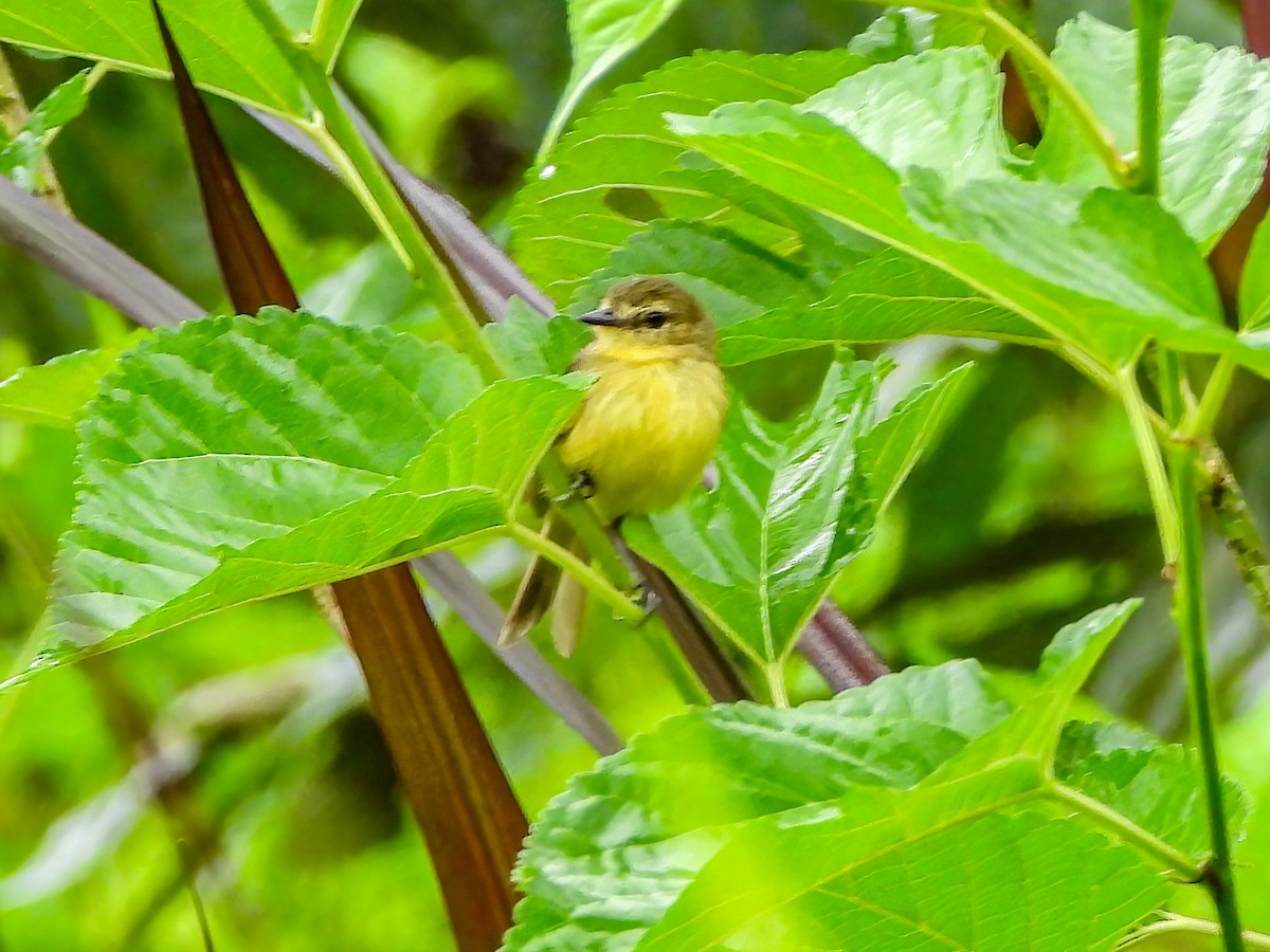 Yellow Tyrannulet - Thomas Schultz