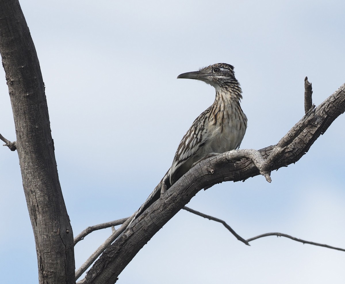 Greater Roadrunner - Bob Foehring