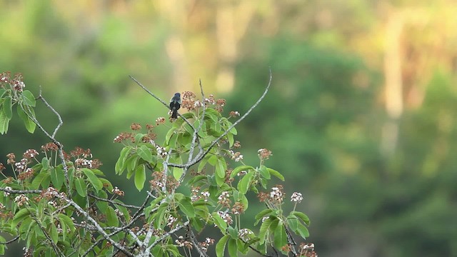 Yellow-winged Tanager - ML477774