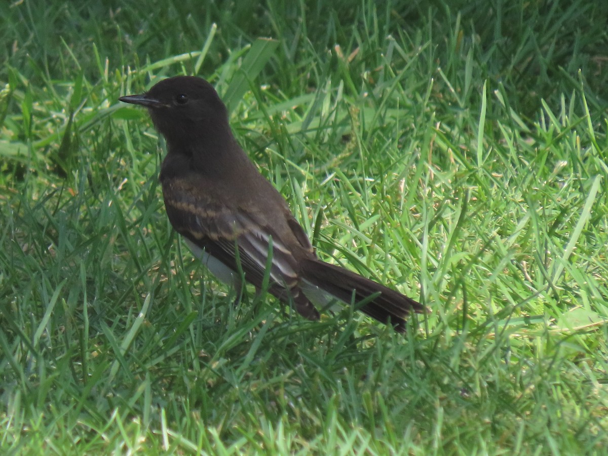 Black Phoebe - ML477774971