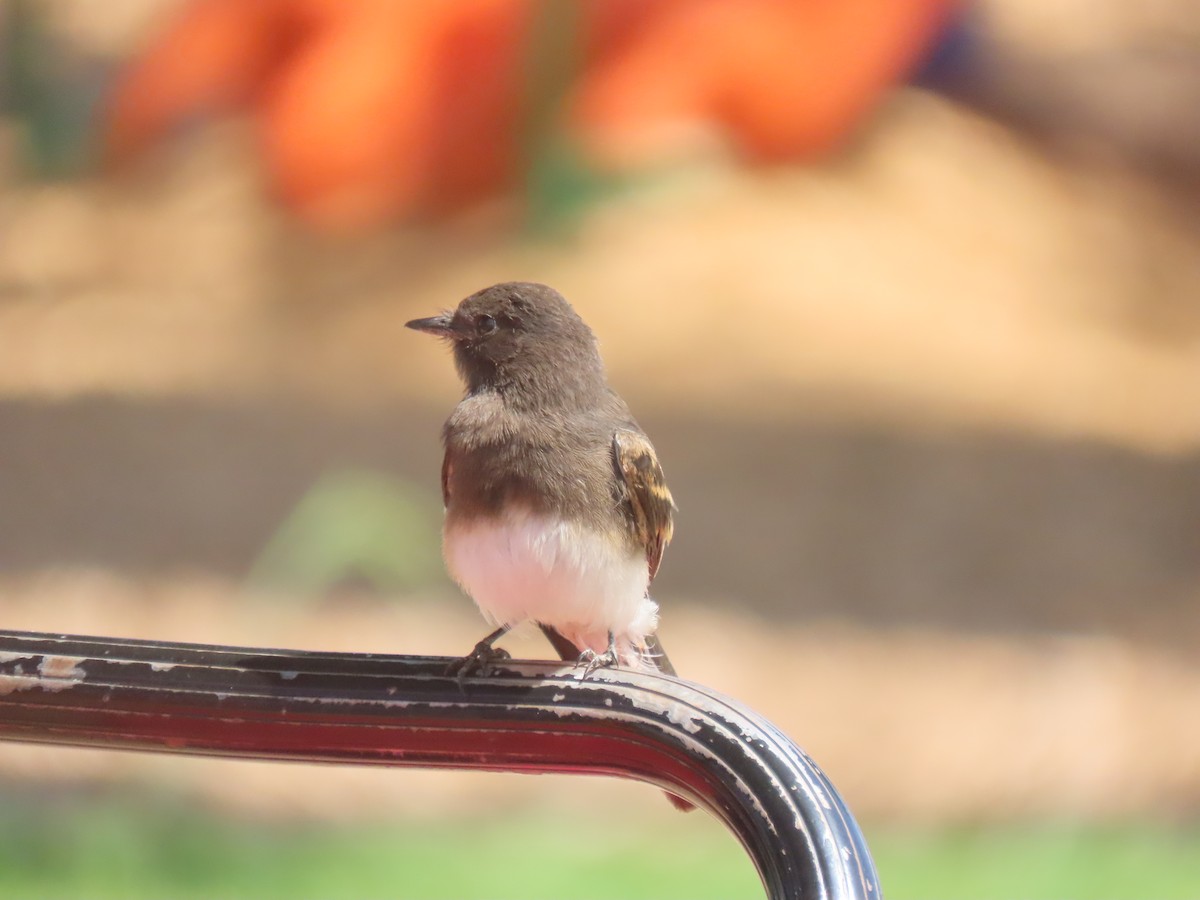 Black Phoebe - ML477774981