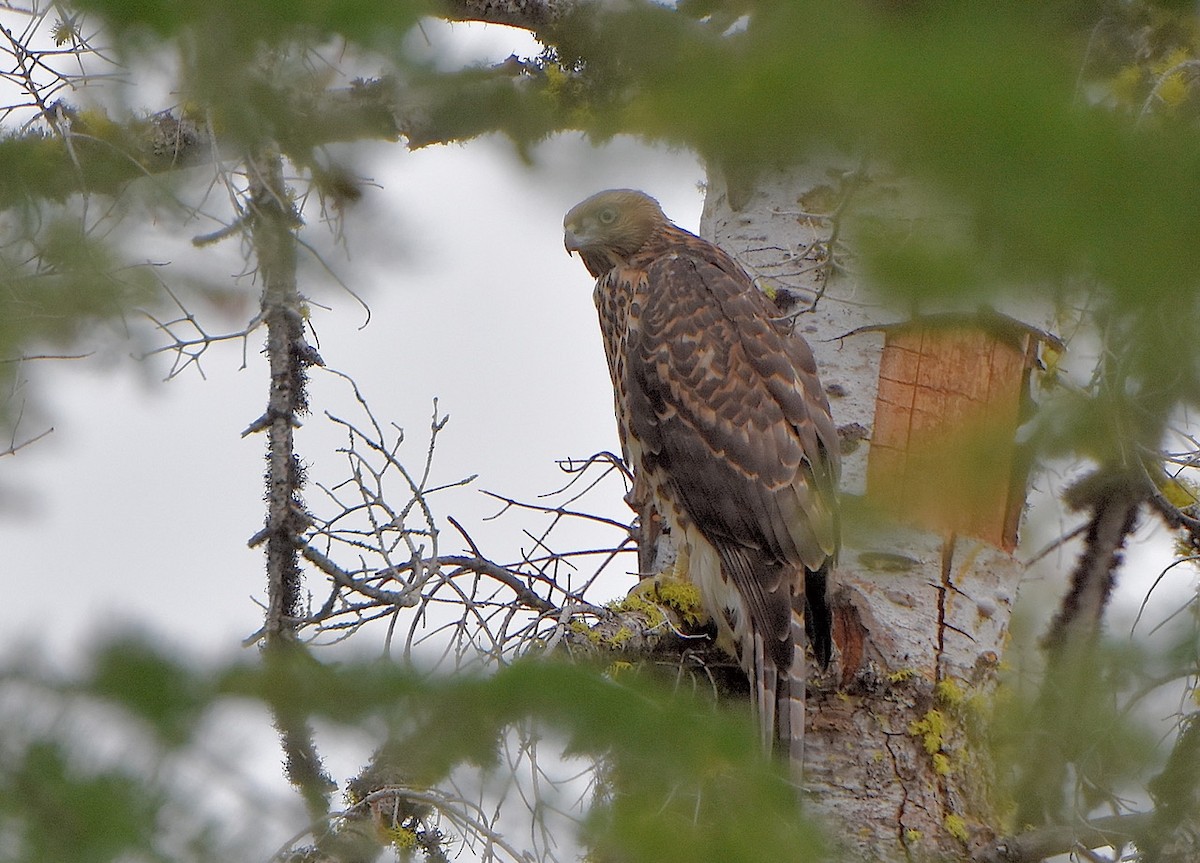 American Goshawk - ML477775121