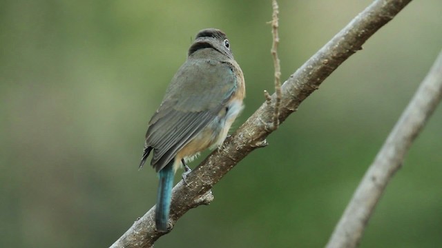 Rose-bellied Bunting - ML477776