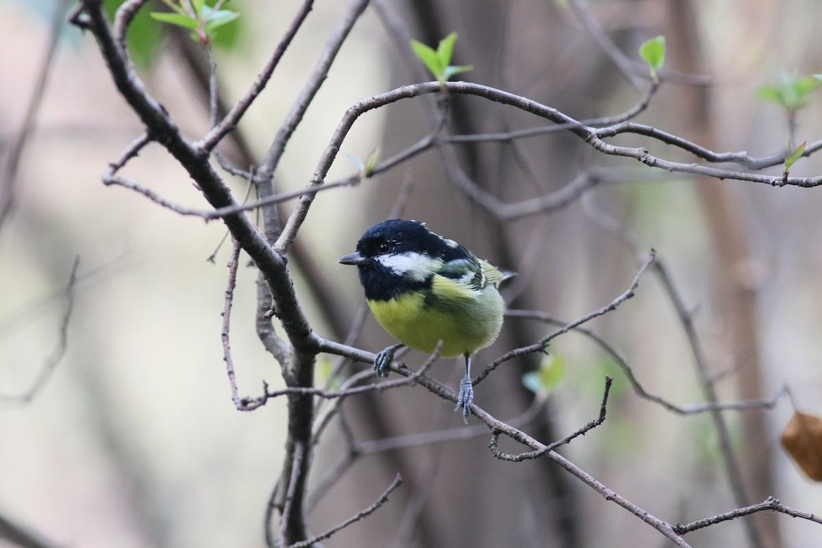 Yellow-bellied Tit - Ian Ren