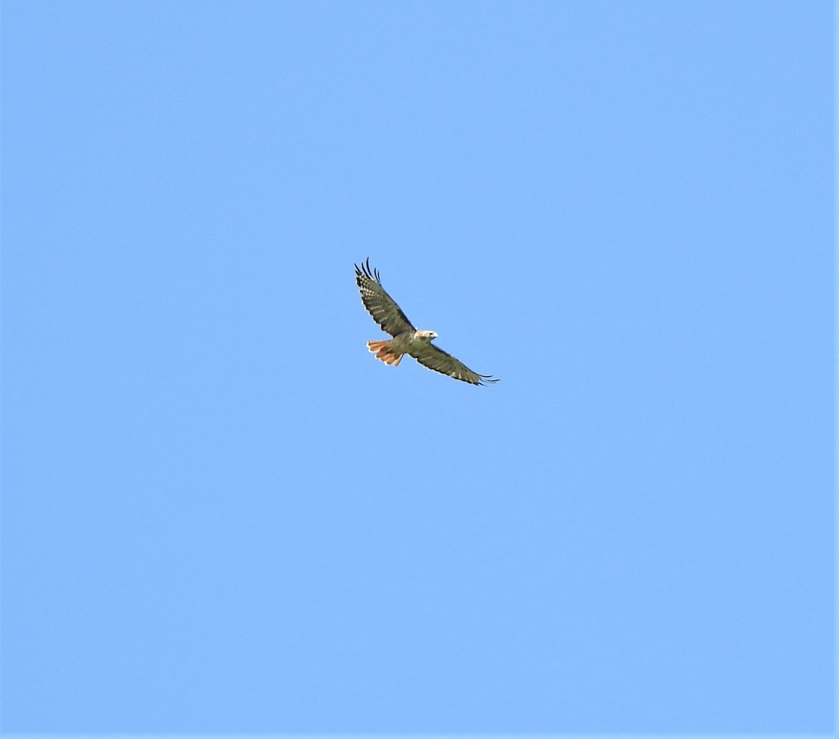 Red-tailed Hawk - ML477776451