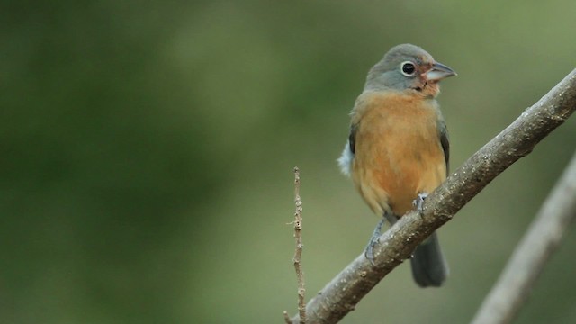 Passerin à ventre rose - ML477777