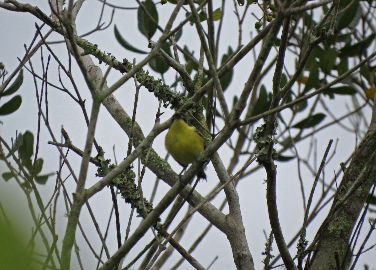 Common Tody-Flycatcher - ML47777791