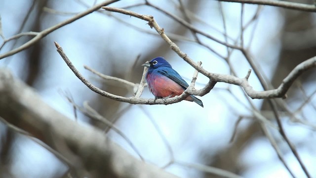 Rose-bellied Bunting - ML477778