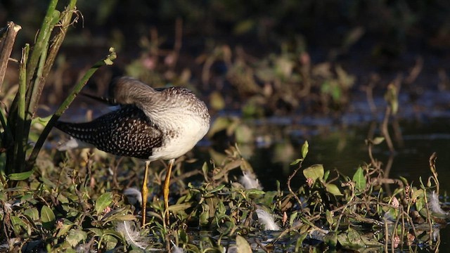 Greater Yellowlegs - ML477778071