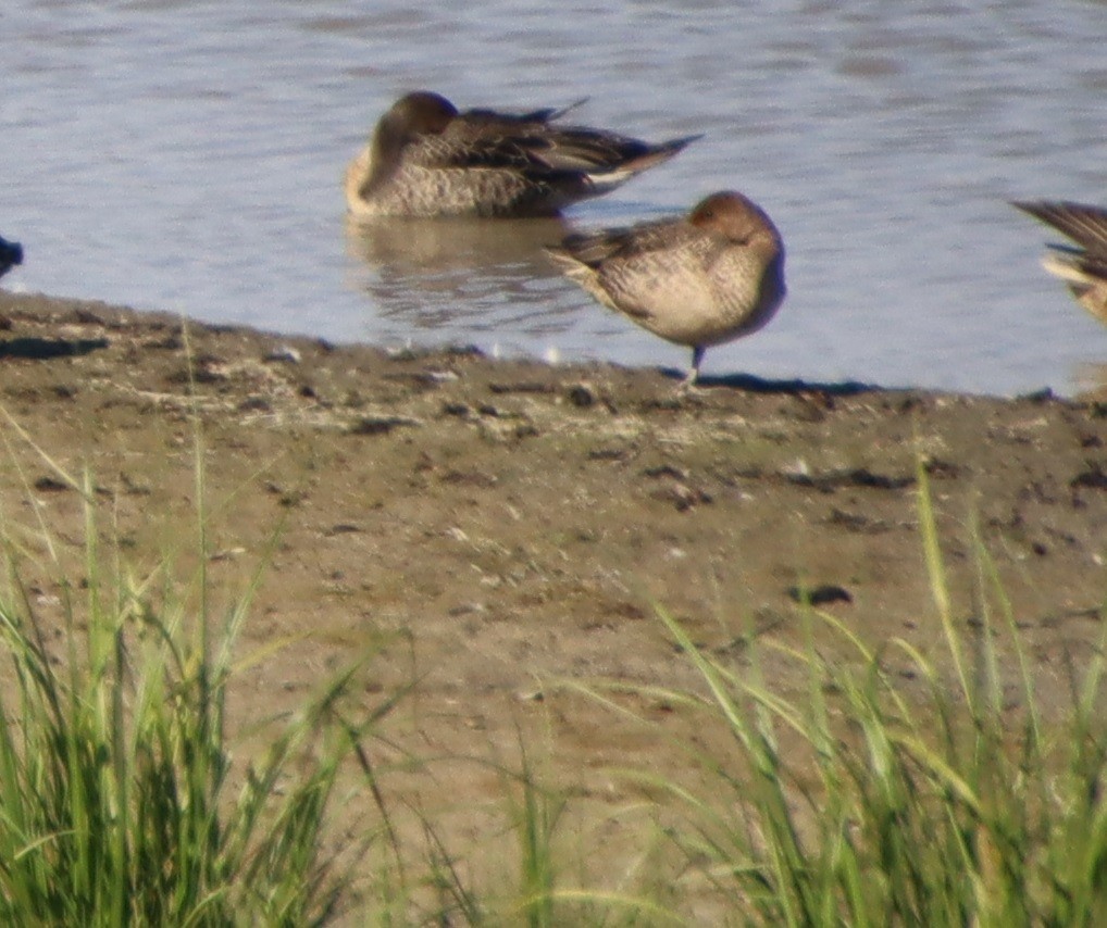 Northern Pintail - ML477778091