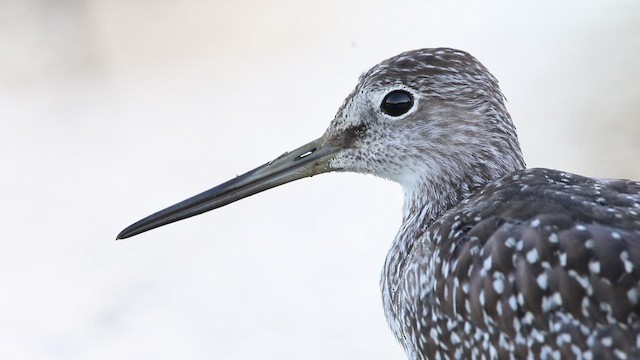 Greater Yellowlegs - ML477778121