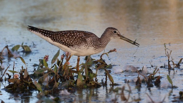 Greater Yellowlegs - ML477778141