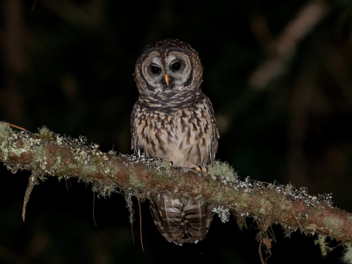 Fulvous Owl - ML477778631