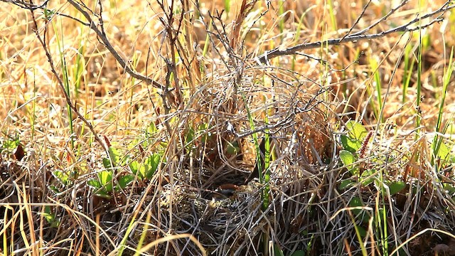 American Tree Sparrow - ML477779