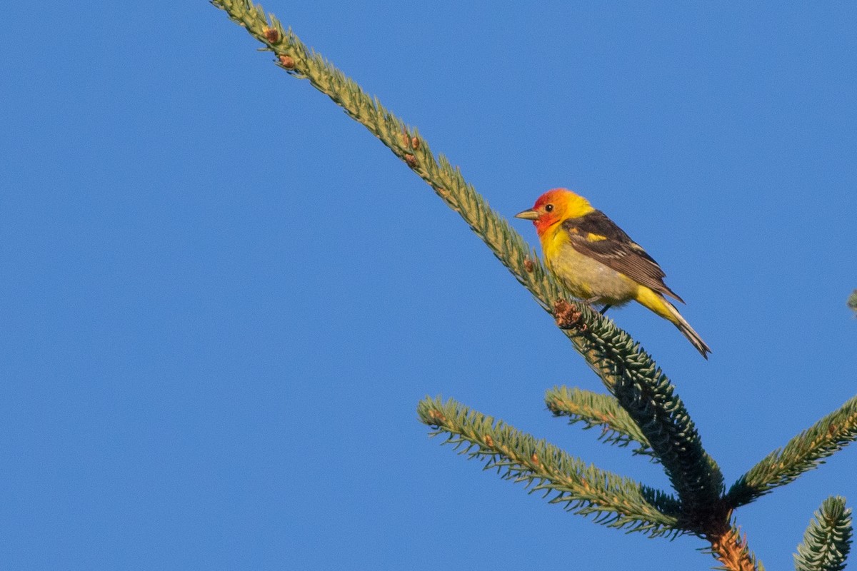 Western Tanager - ML477779171