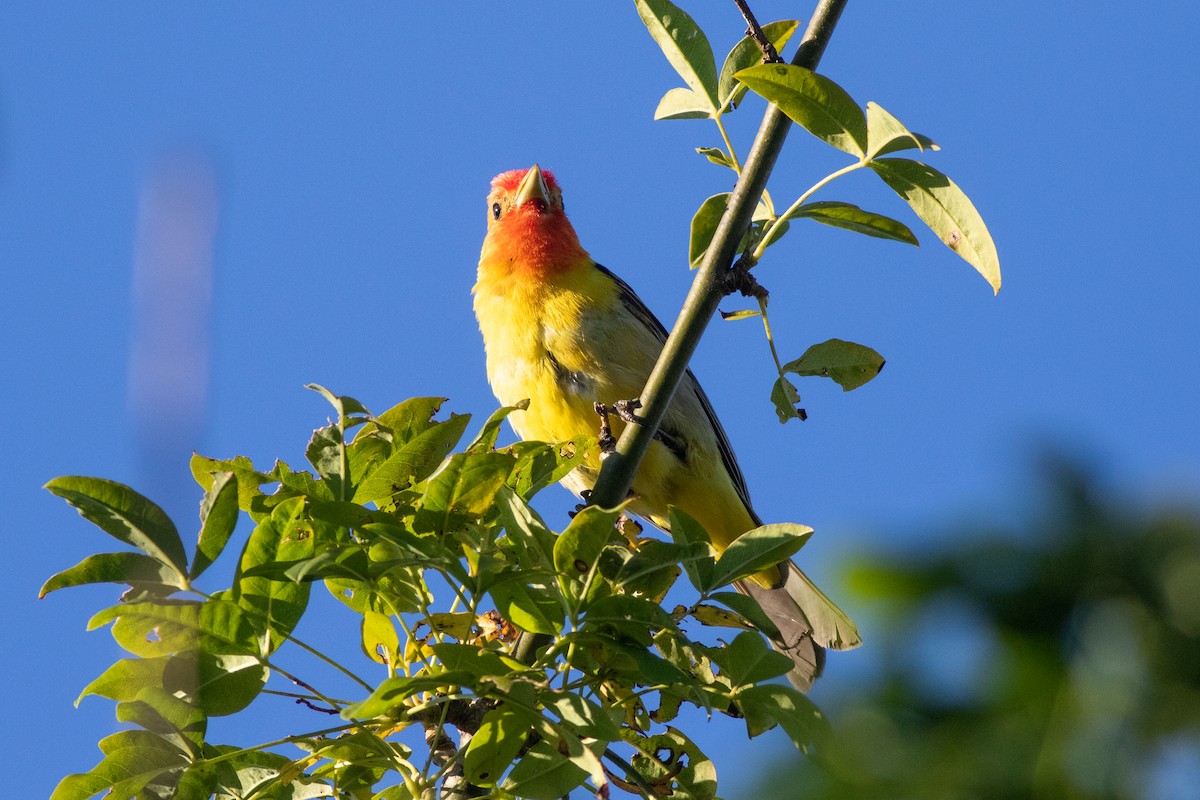 Western Tanager - ML477779181