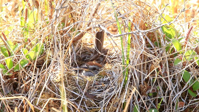 American Tree Sparrow - ML477780