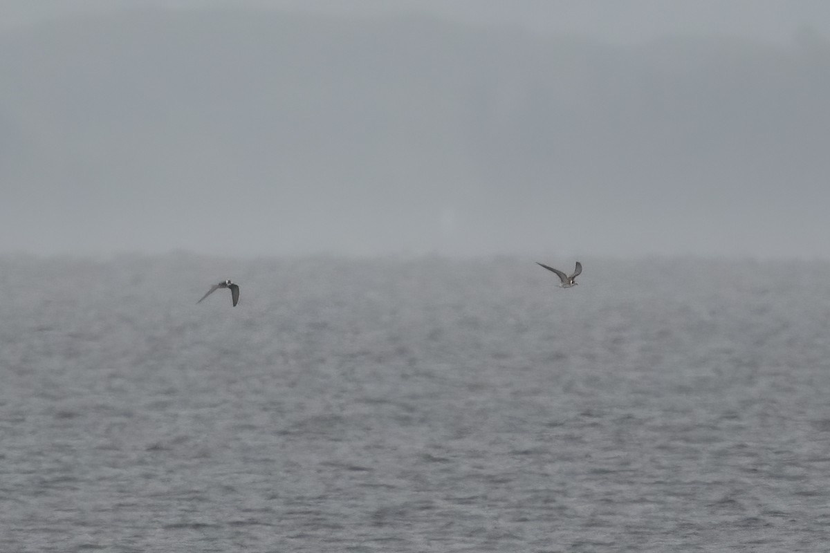 Black Tern - Derek Rogers