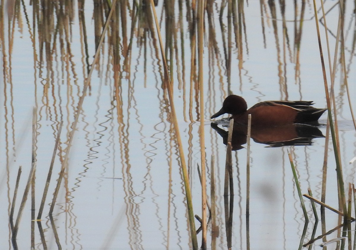 Cinnamon Teal - ML477780821