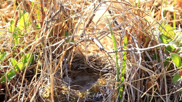 American Tree Sparrow - ML477781