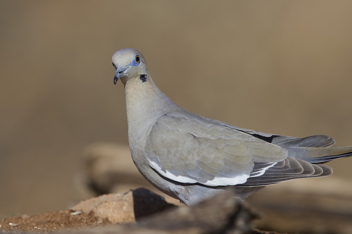 White-winged Dove - ML477781701