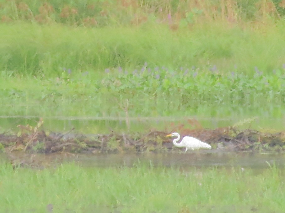 Great Egret - ML477781881