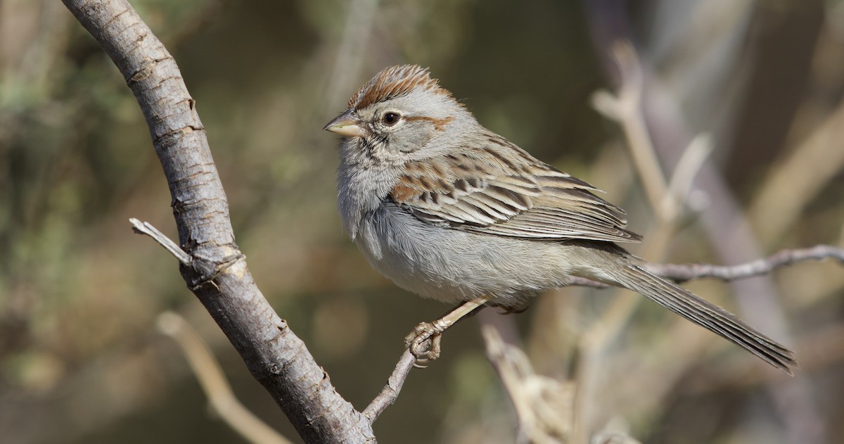 Rufous-winged Sparrow - Eric Heisey