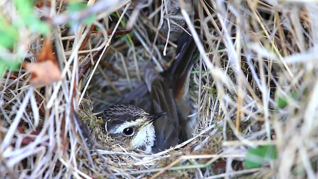 Bluethroat - ML477784