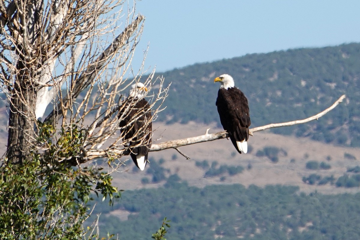 Weißkopf-Seeadler - ML477784341