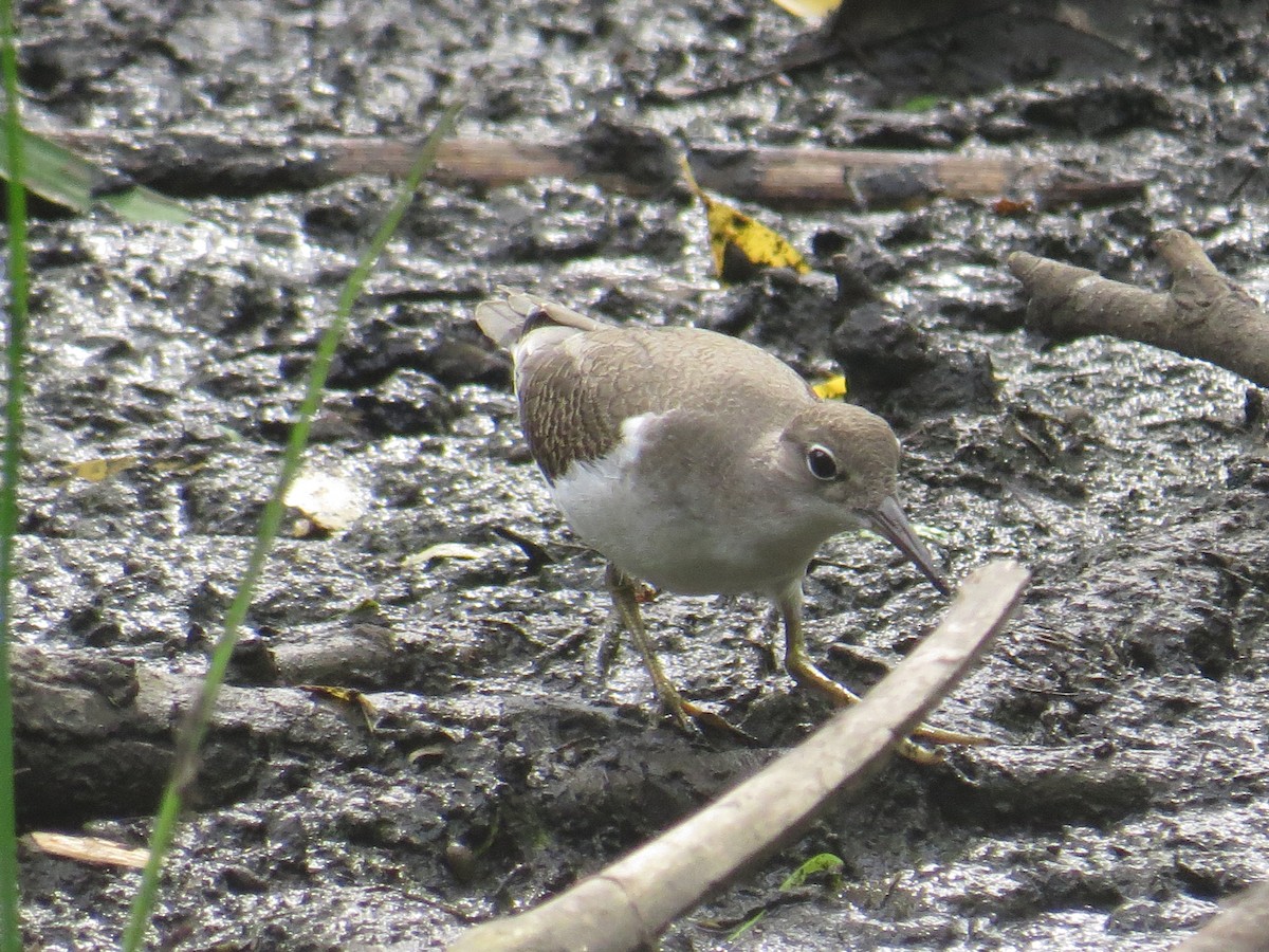 ביצנית נקודה - ML477785121