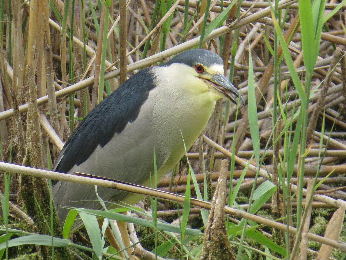 אנפת לילה - ML477785391