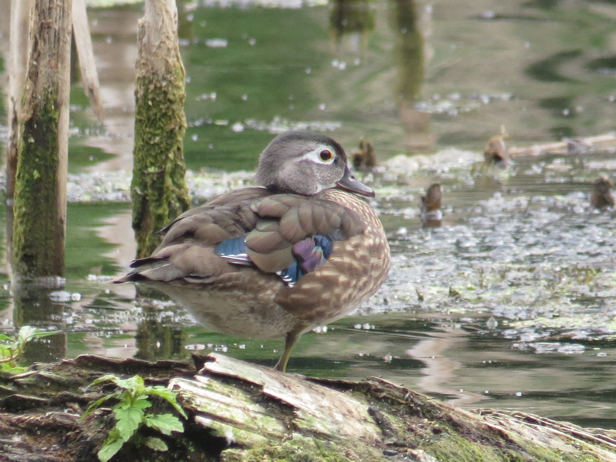 מנדרין אמריקני - ML477785541