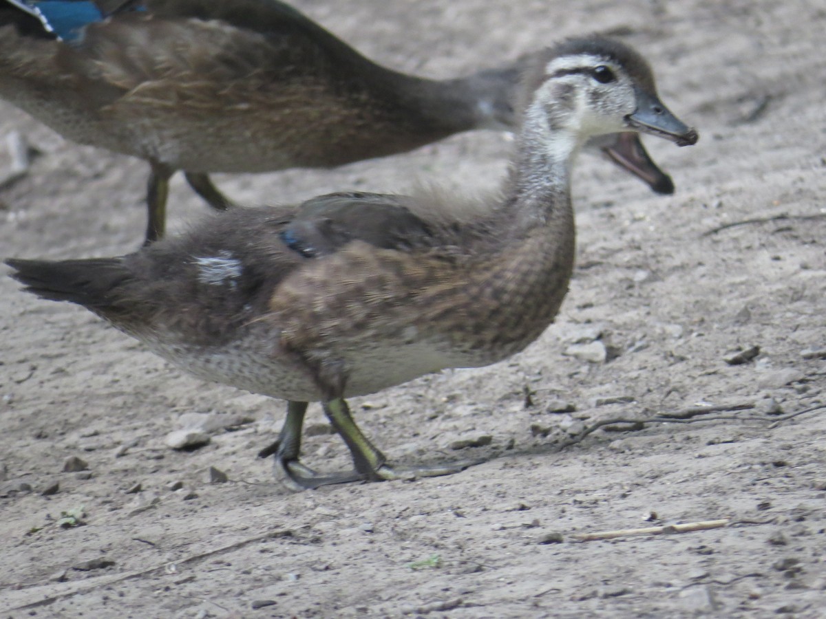 מנדרין אמריקני - ML477785661