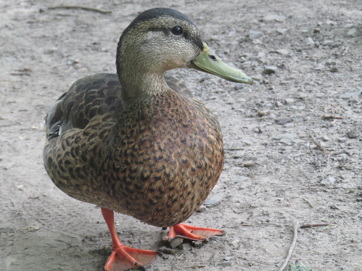 ברכיה - ML477785811