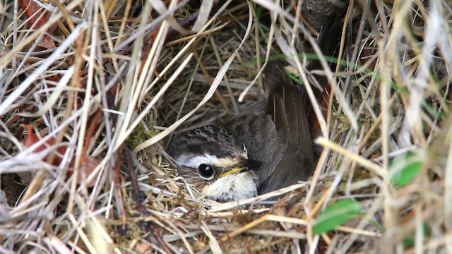 Bluethroat - ML477786