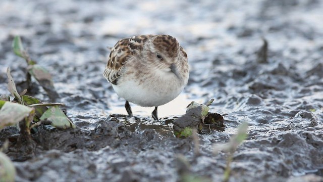 Least Sandpiper - ML477786221