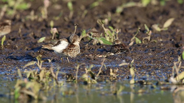 Least Sandpiper - ML477786231