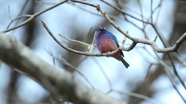 Rose-bellied Bunting - ML477788