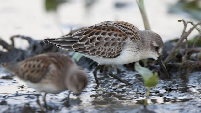 Western Sandpiper - ML477788891