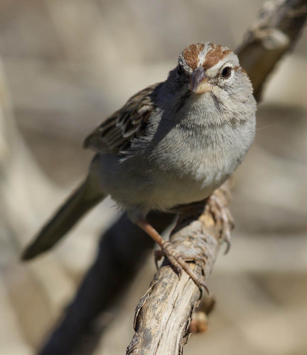 Rufous-winged Sparrow - Eric Heisey
