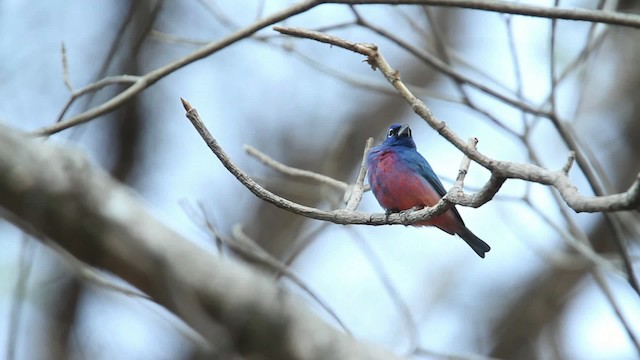 Rose-bellied Bunting - ML477789