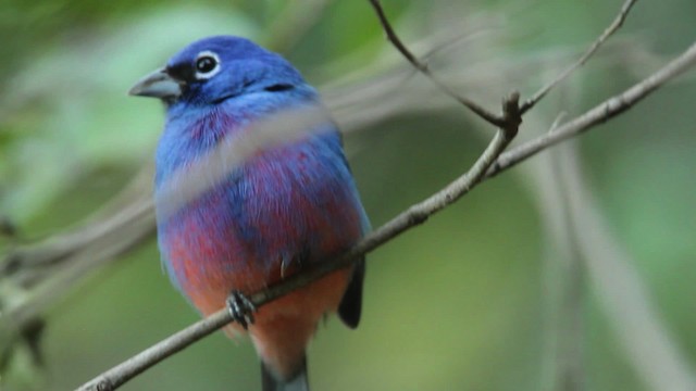 Rose-bellied Bunting - ML477790