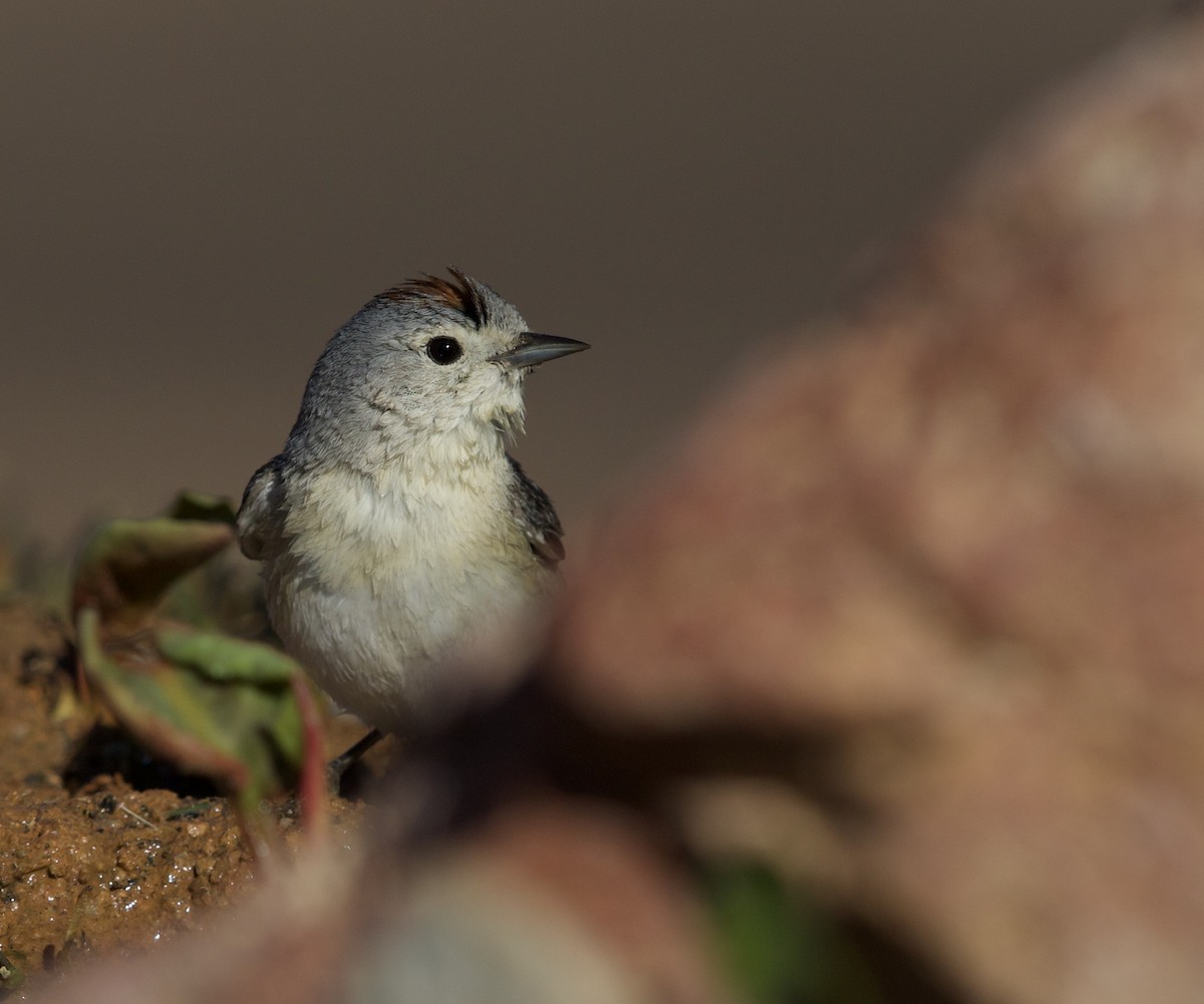 Lucy's Warbler - ML477790021