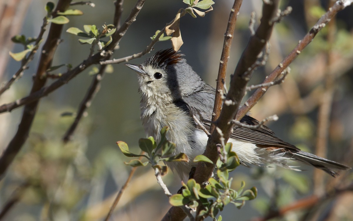 Lucy's Warbler - ML477790031