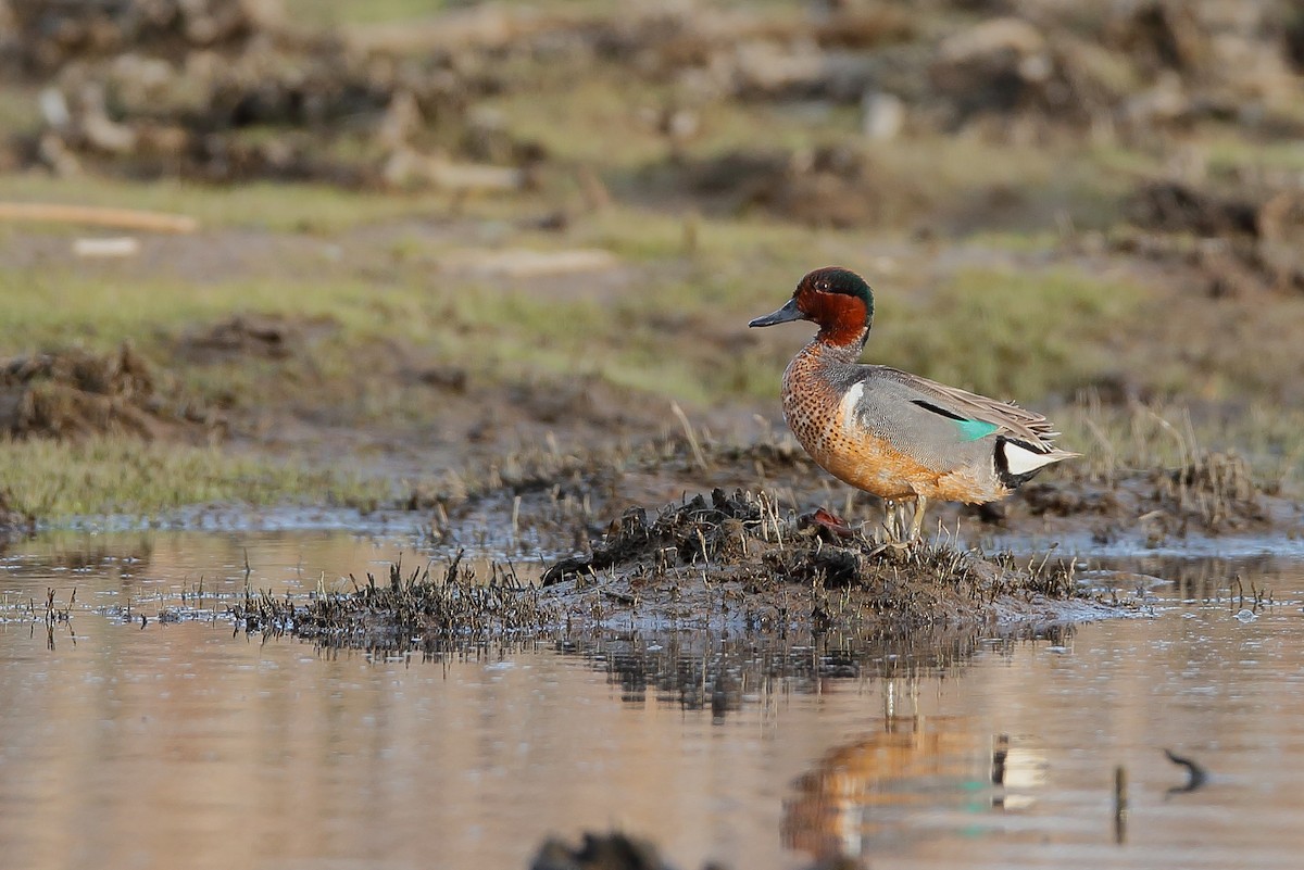 Green-winged Teal - ML477790231