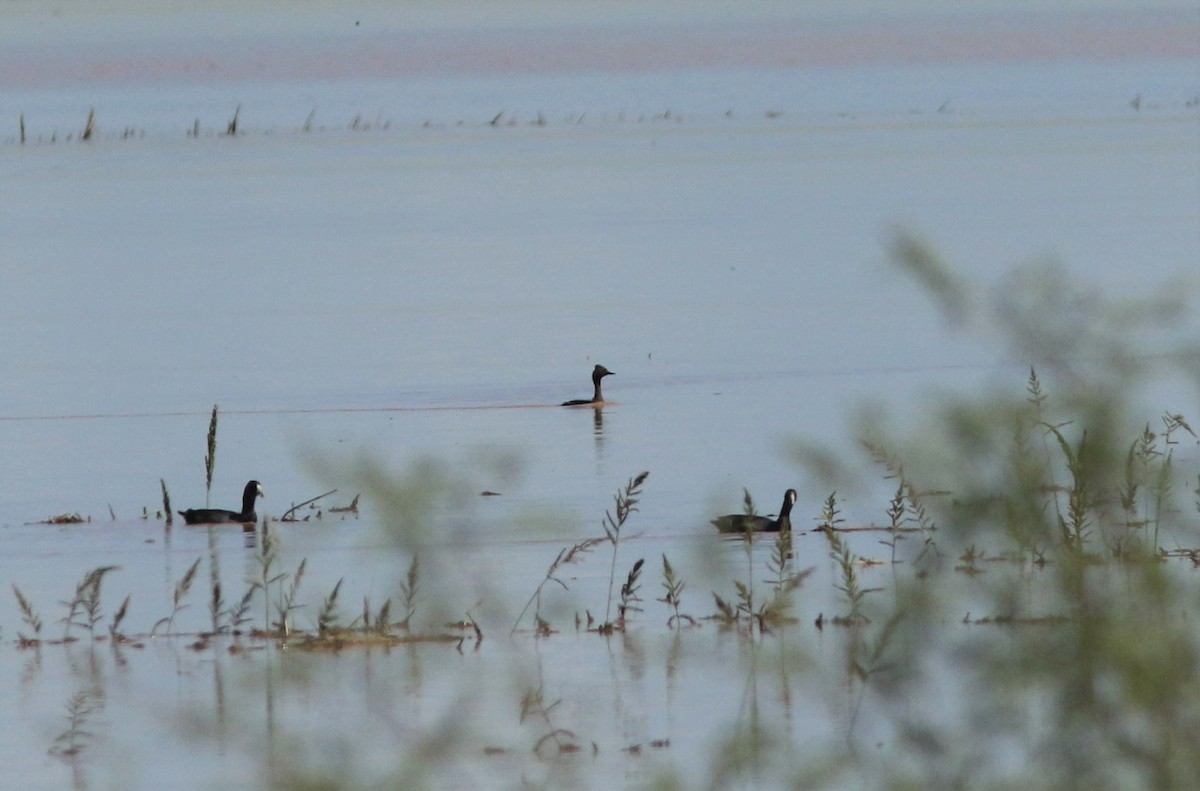 Eared Grebe - ML477790771