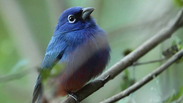 Rose-bellied Bunting - ML477791