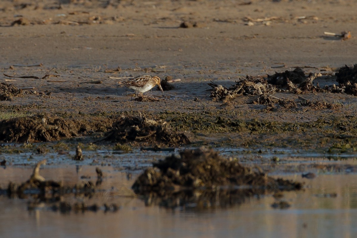 Wilson's Snipe - ML477791081