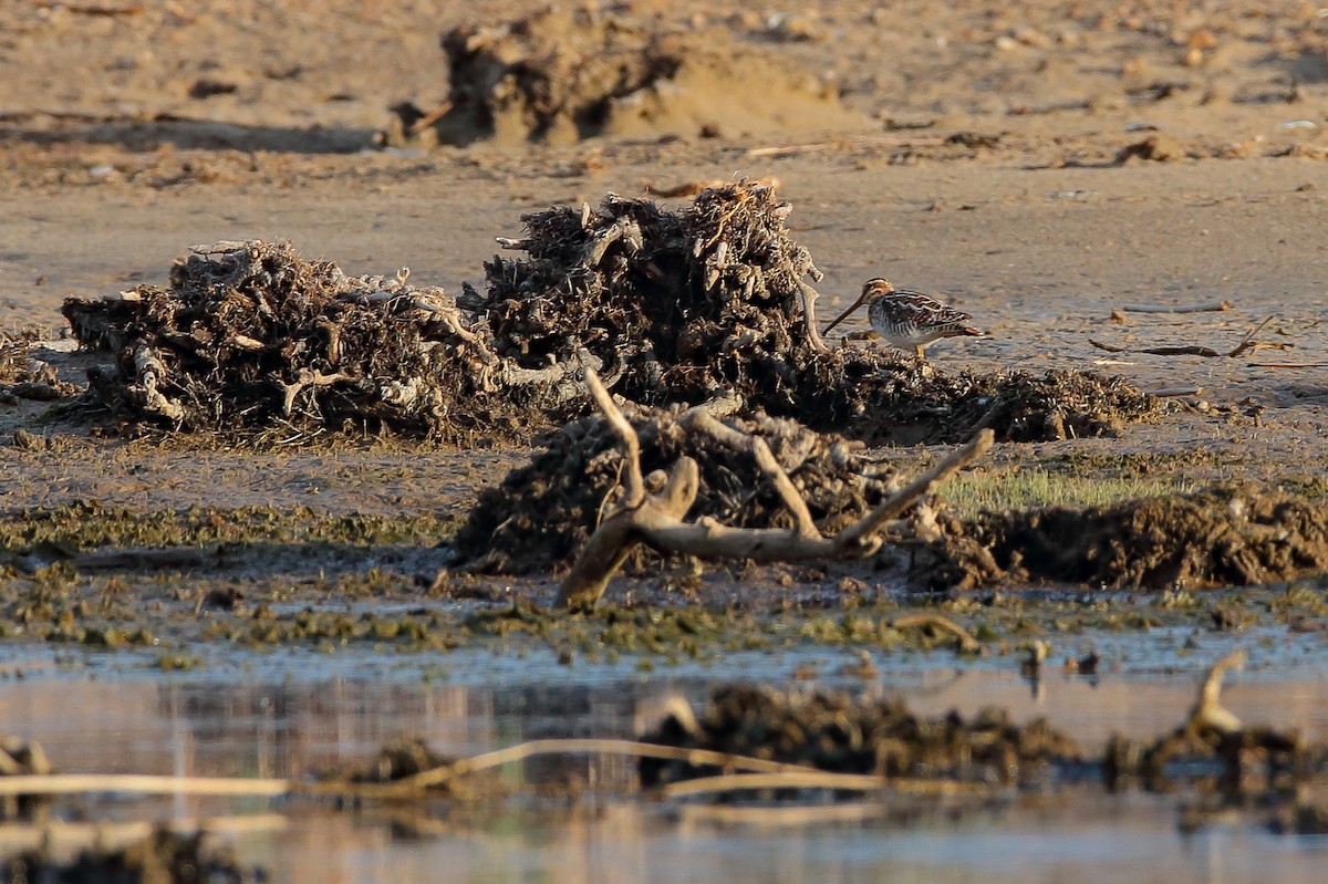 Wilson's Snipe - ML477791211